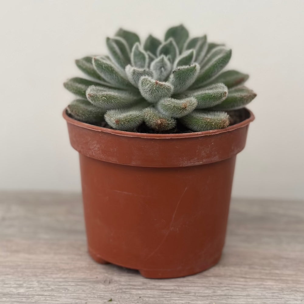 Plant Lover