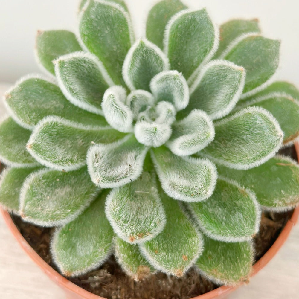 Plant Lover