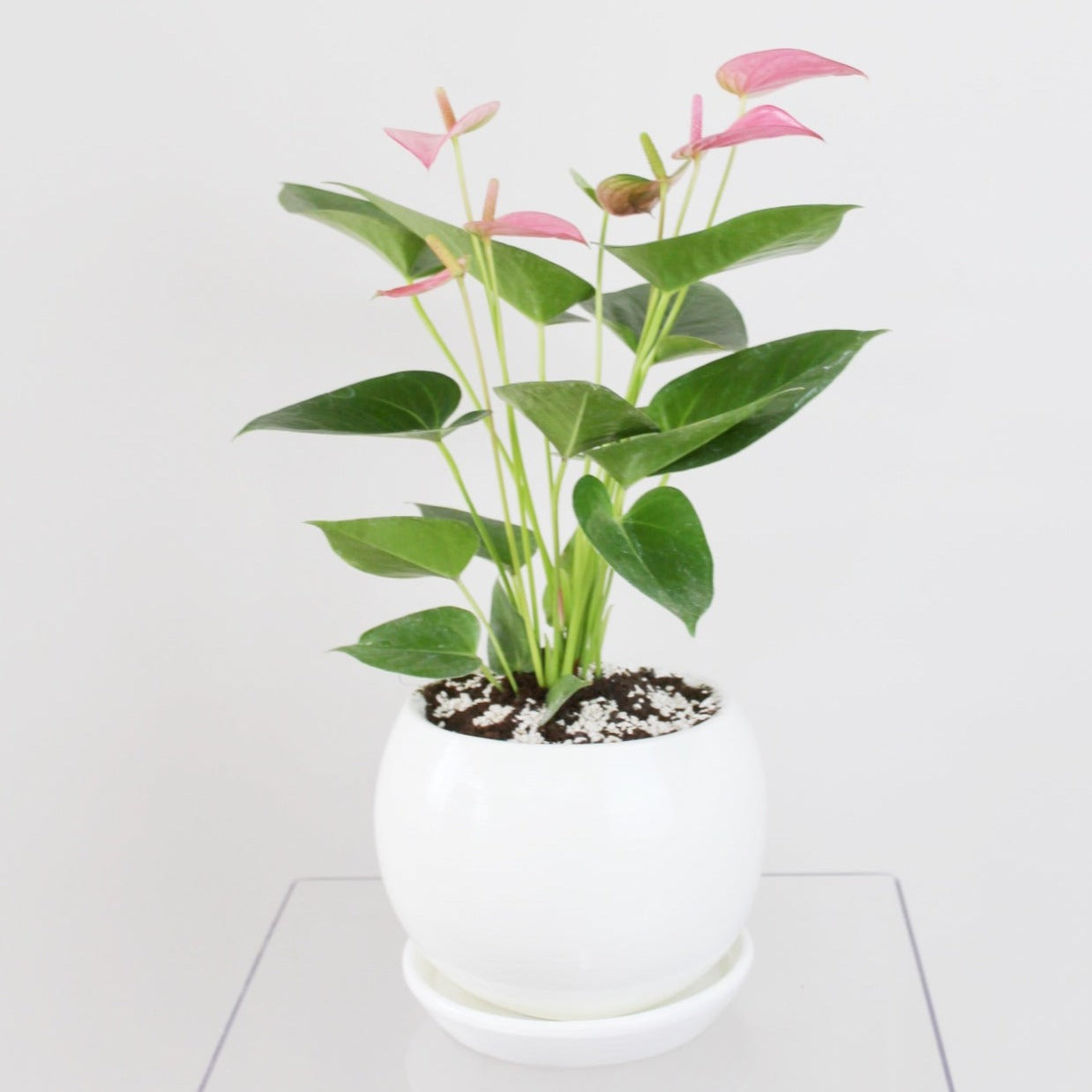 Anturio rosa