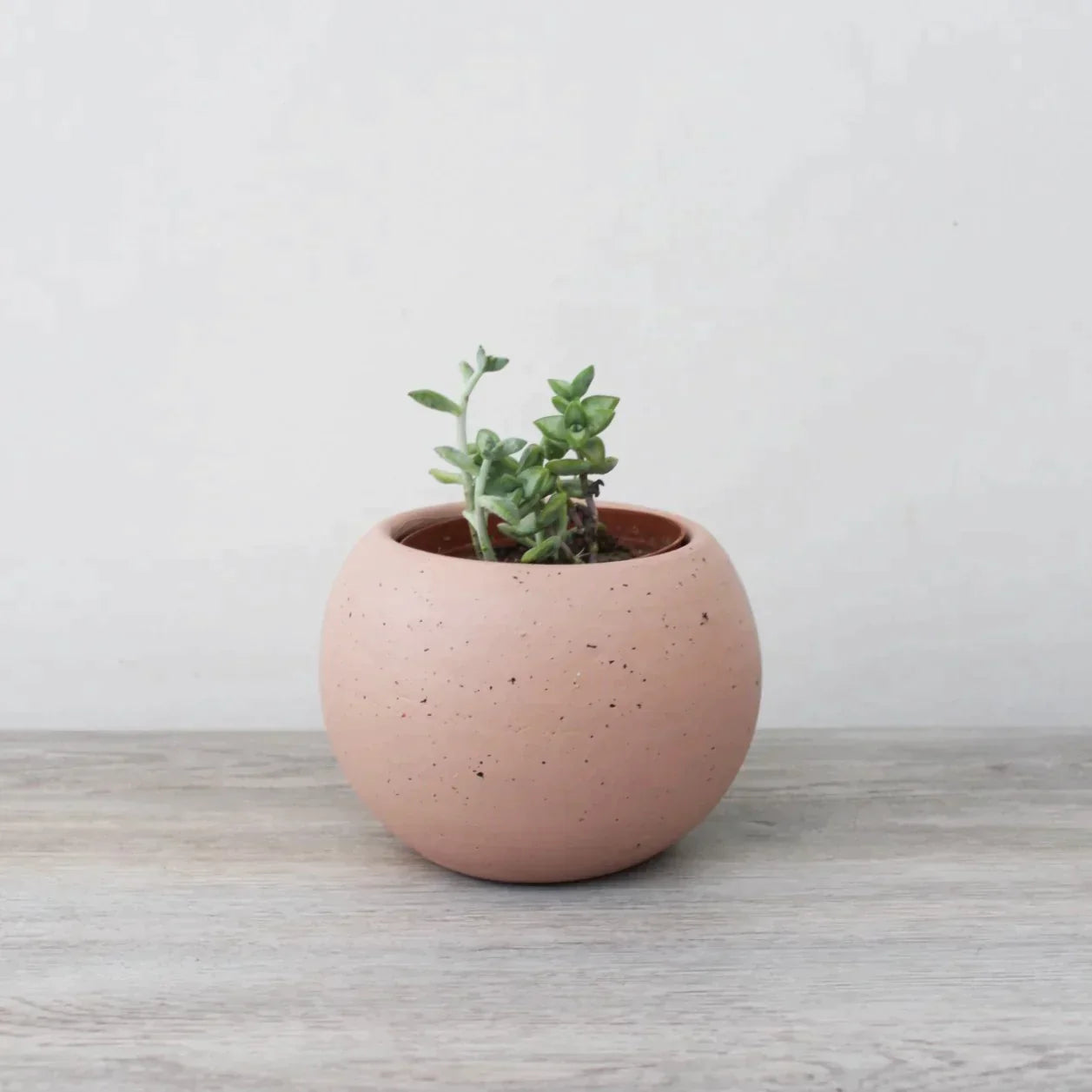 Suculenta - Planta Panda - Kalanchoe