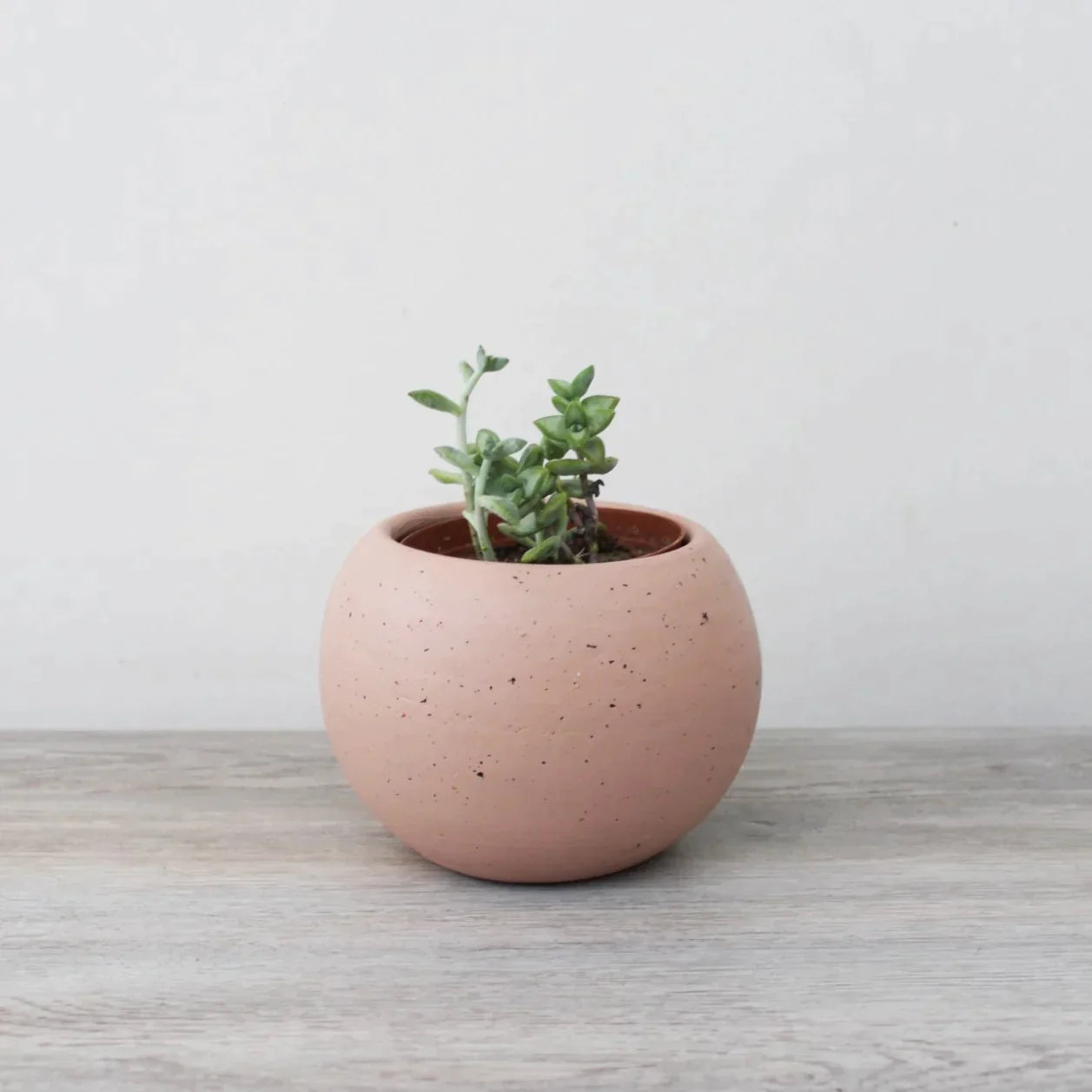 Suculenta - Echeveria fantasma