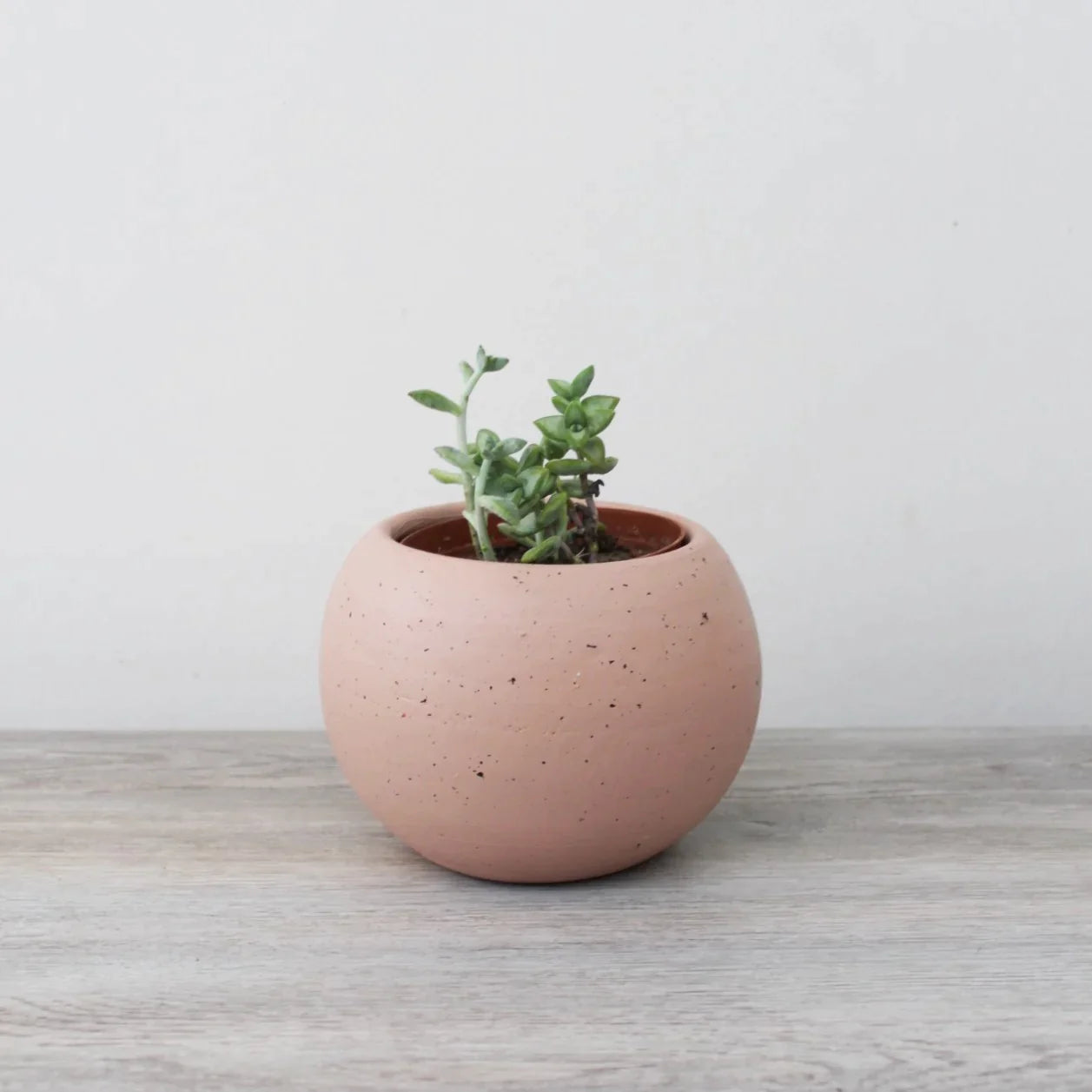 Suculenta - Echeveria Runyonii