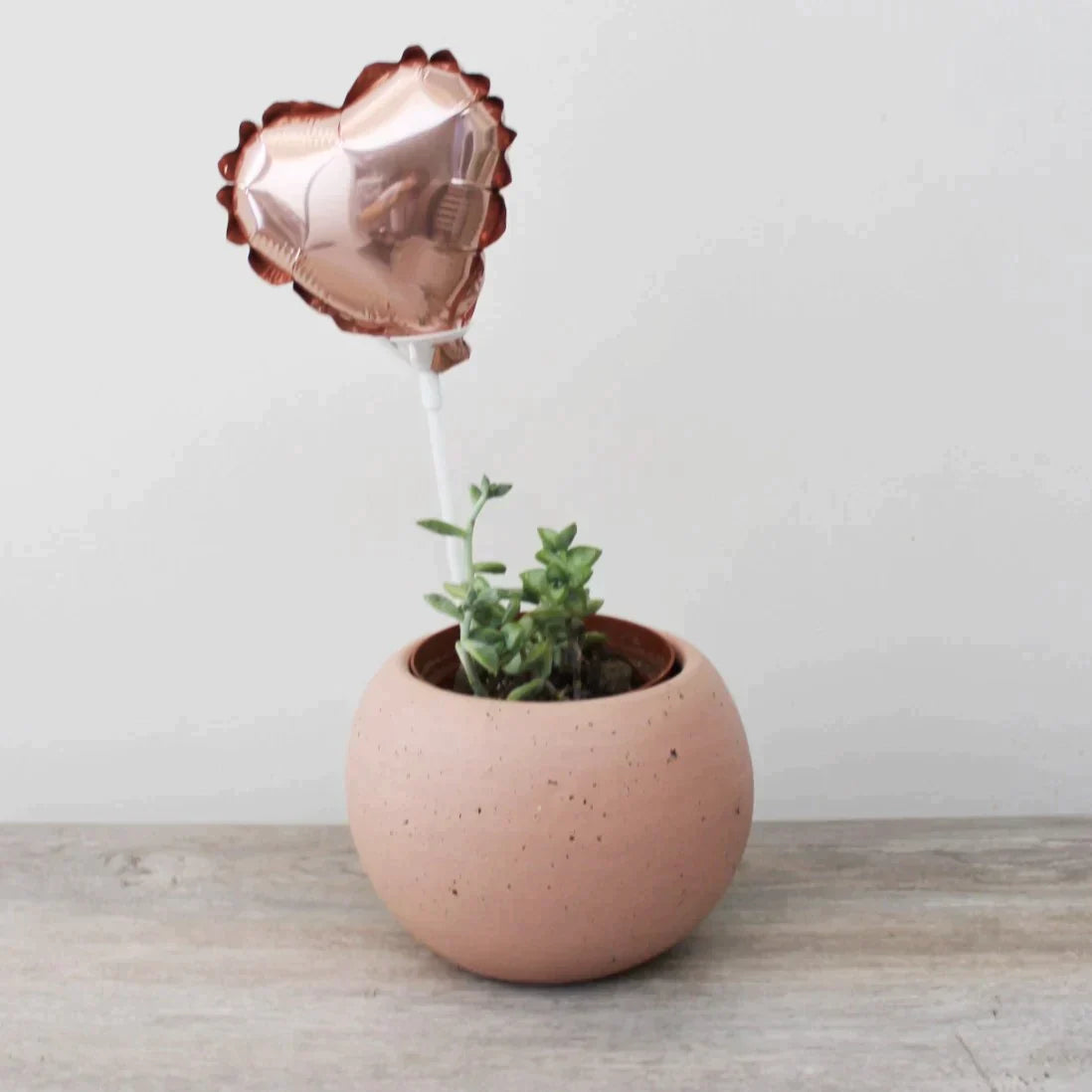 Suculenta - Planta Panda - Kalanchoe