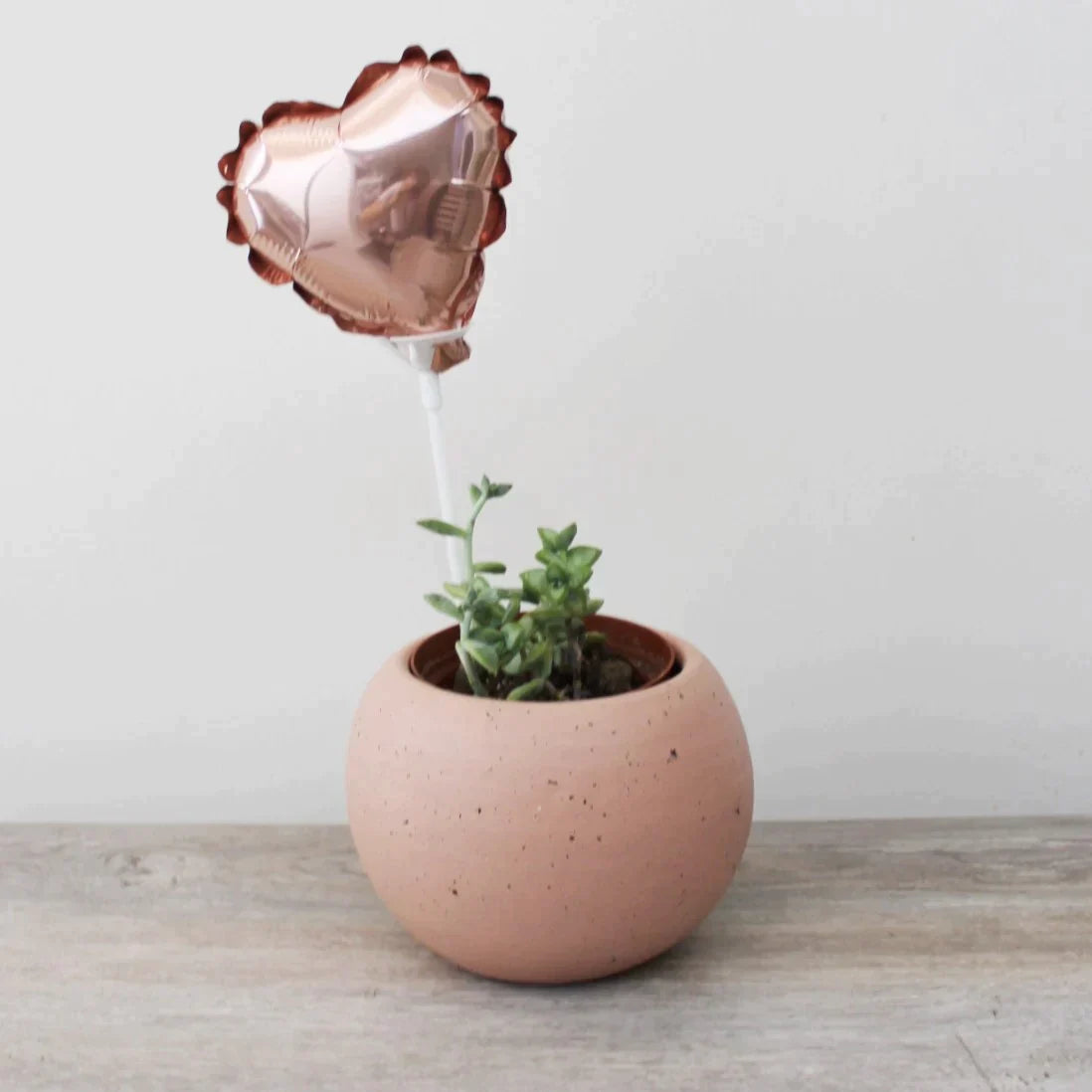 Suculenta - Echeveria fantasma