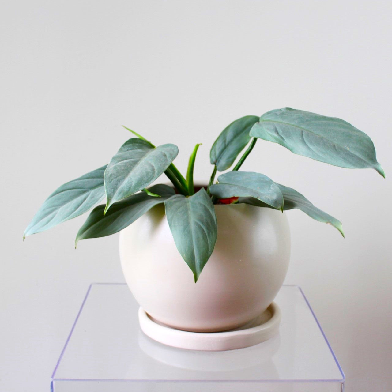Phoenix Silver - Ramona Floristería 💐