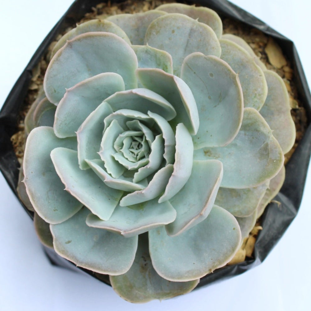 Suculenta - Echeveria Runyonii