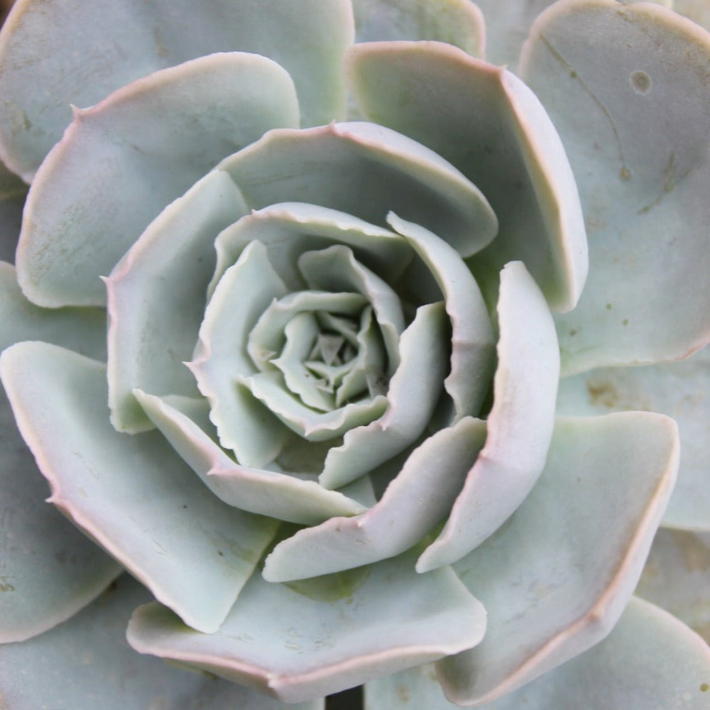 Suculenta - Echeveria Runyonii