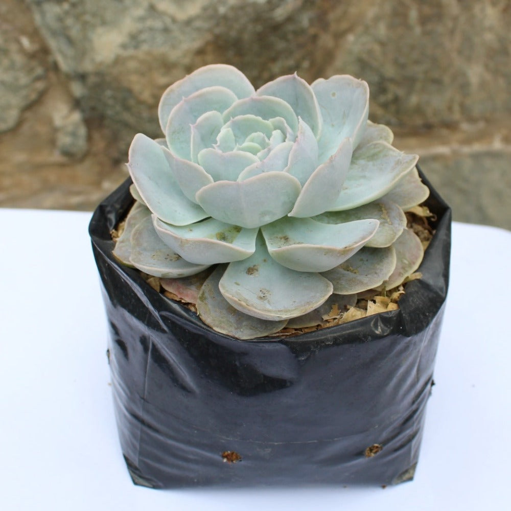 Suculenta - Echeveria Runyonii