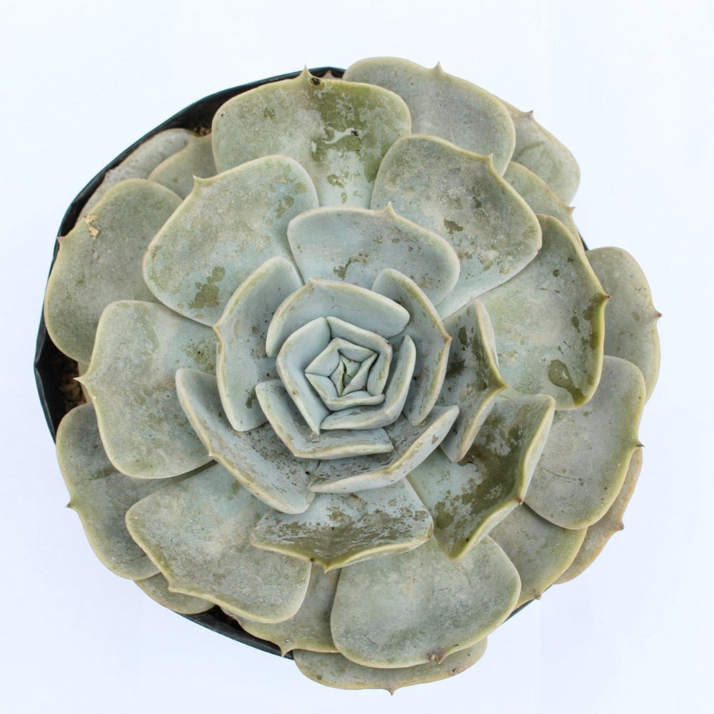 Suculenta - Echeveria fantasma