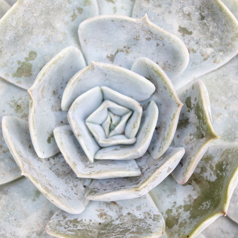 Suculenta - Echeveria fantasma