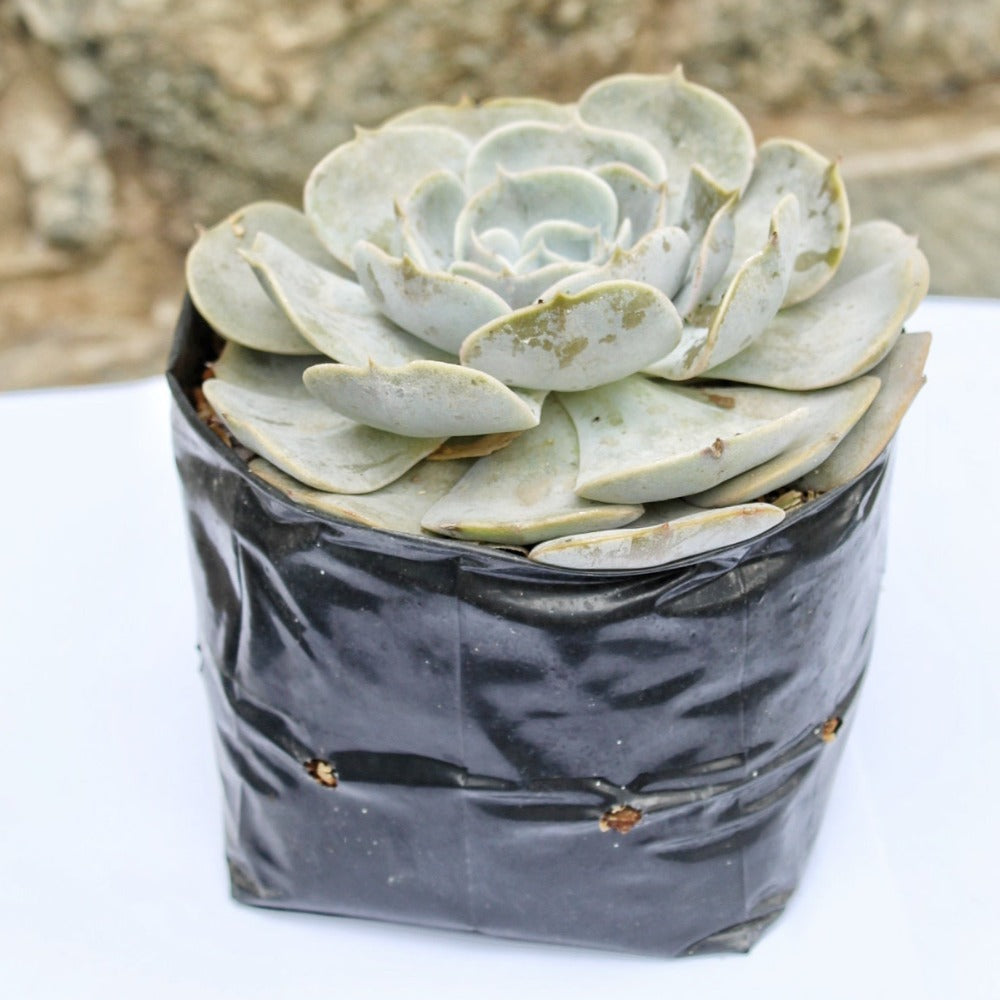 Suculenta - Echeveria fantasma
