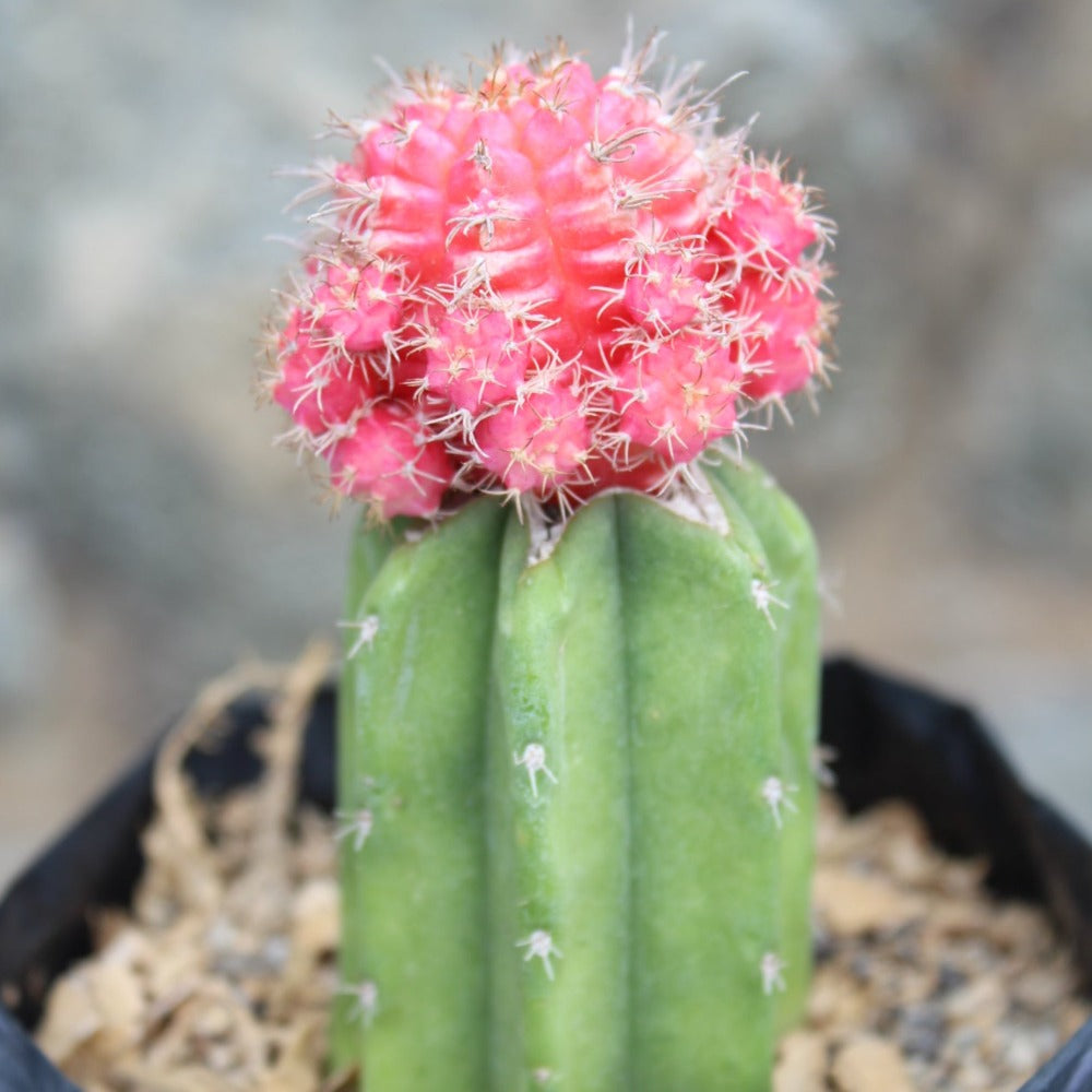 Suculenta - Cactus lunar