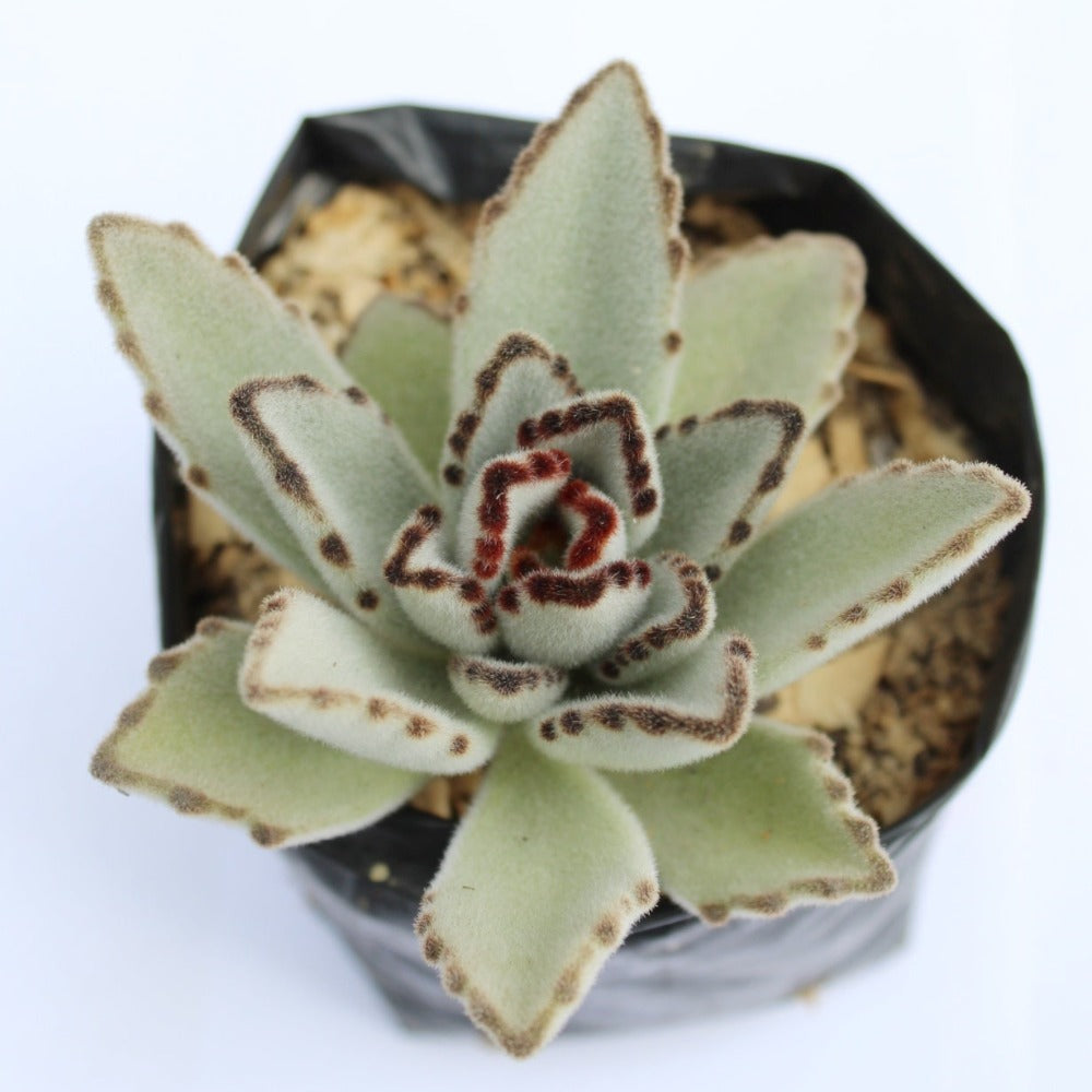 Suculenta - Planta Panda - Kalanchoe