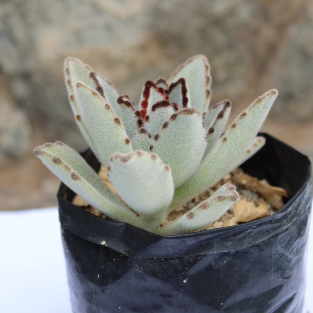 Suculenta - Planta Panda - Kalanchoe