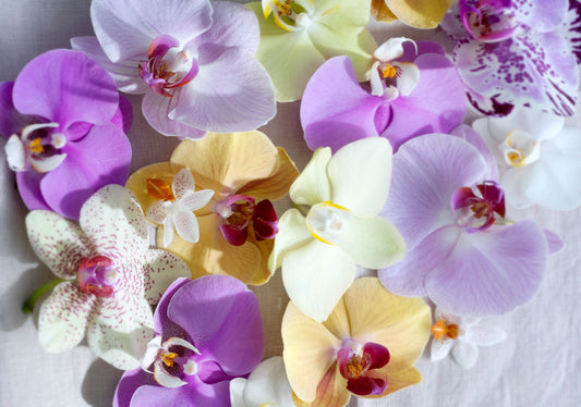 Domando a las Divas: Cómo Cuidar tus Orquídeas con Estilo