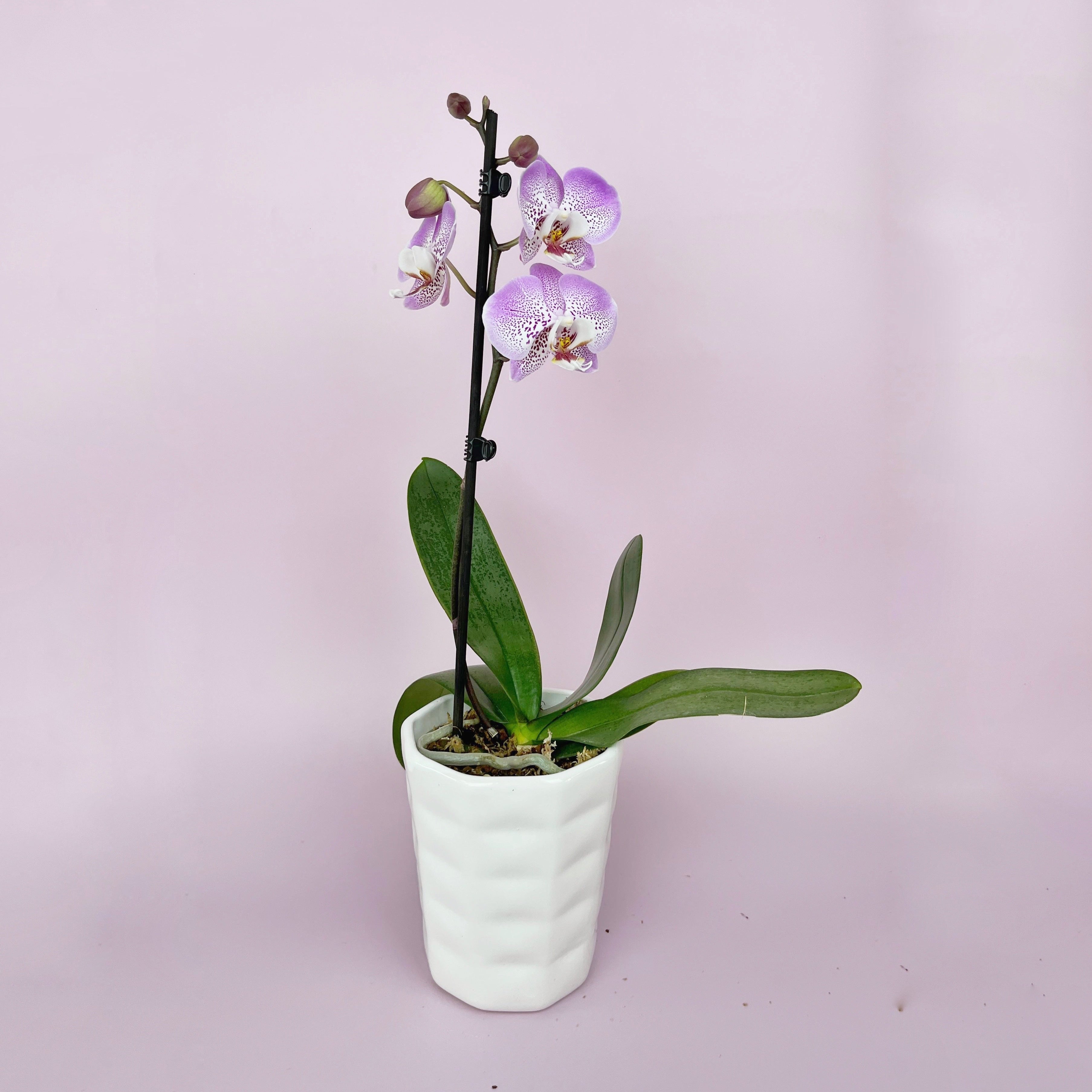 Philly Jillion - Ramona Floristería 💐