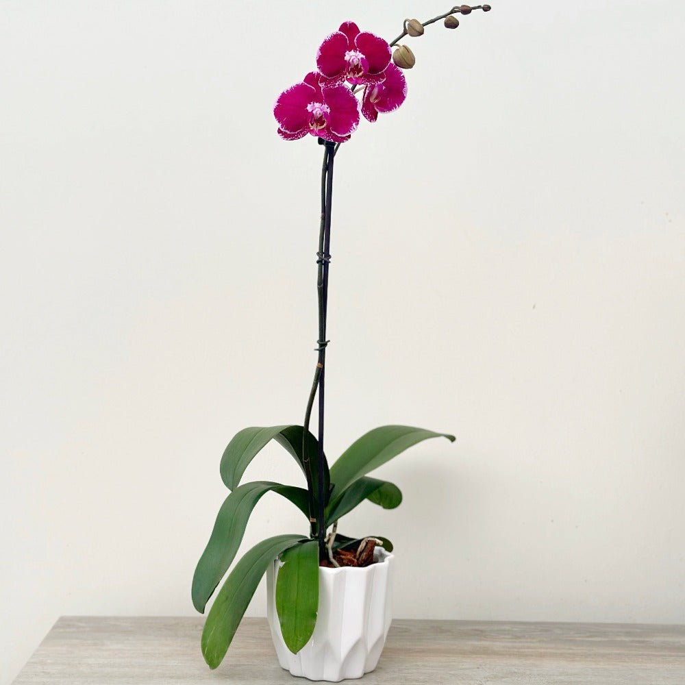 Philly Indian River - Ramona Floristería 💐