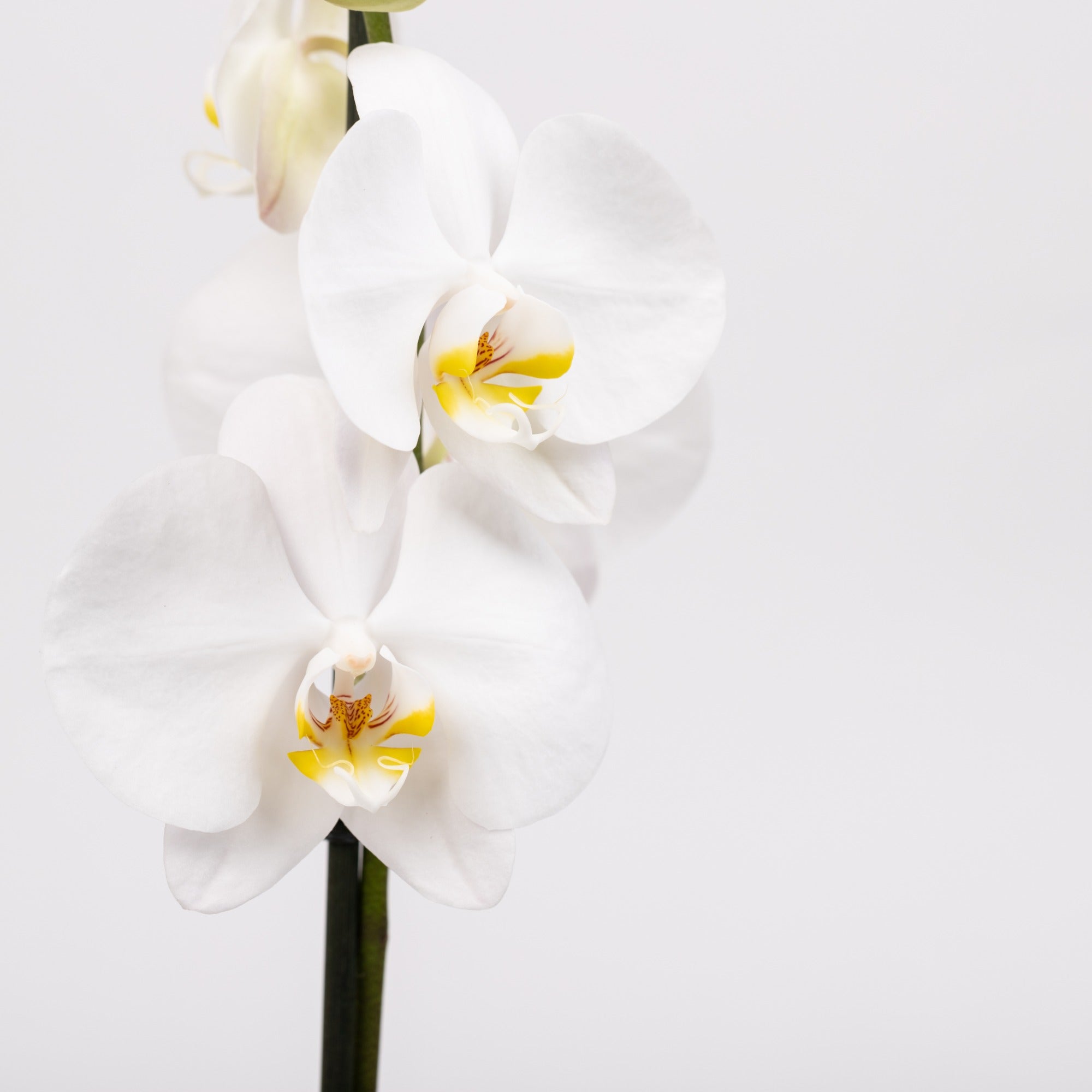 Philly Blanca - Ramona Floristería 💐