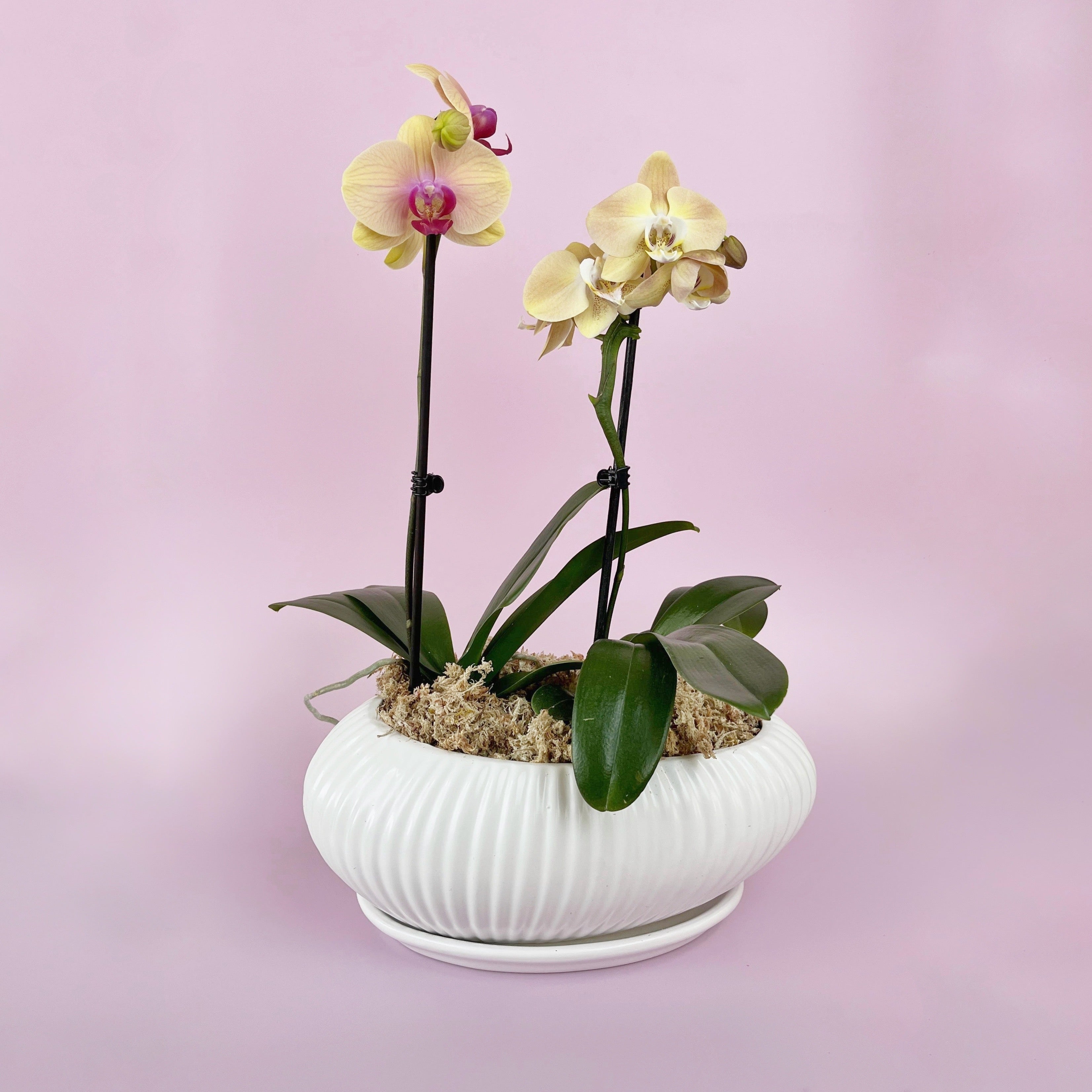 Arreglo de Orquídeas - Nordico Oval - Ramona Floristería 💐