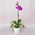 Últimas orquídeas