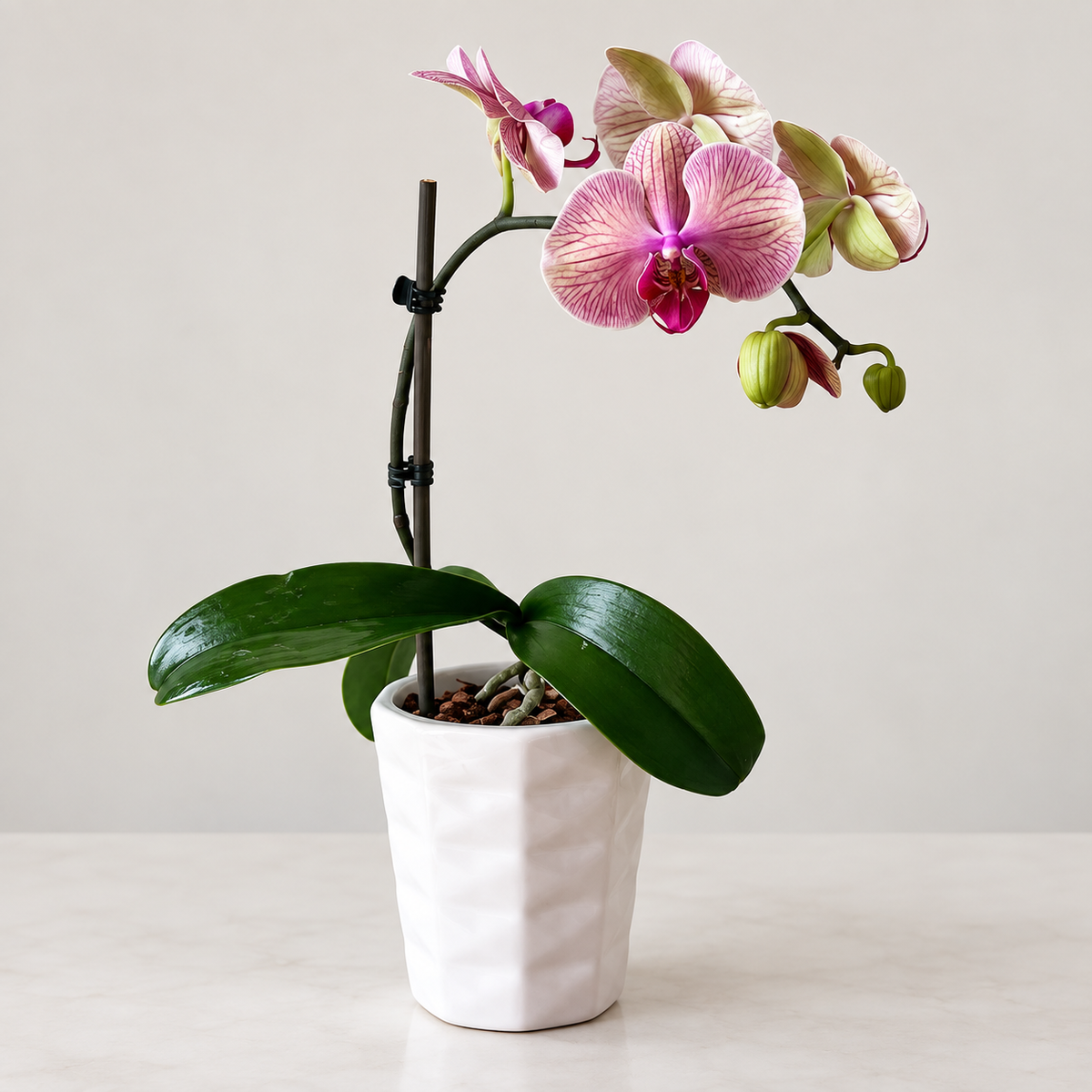 Philly Caribbean Dream - 1 Varita - Ramona Floristería 💐