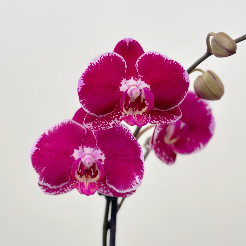 Philly Indian River - Ramona Floristería 💐