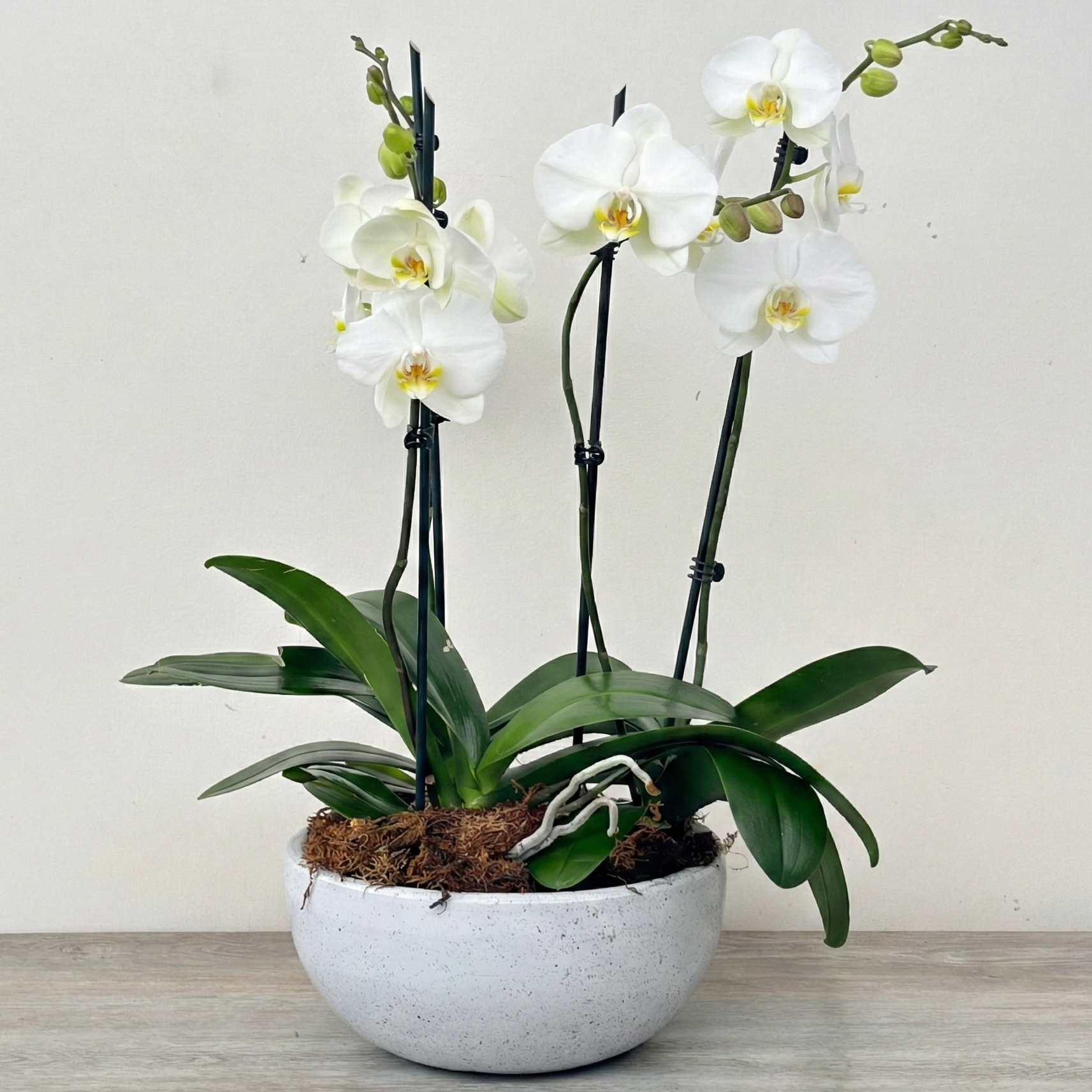 Arreglo de Orquídeas