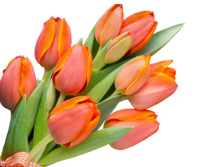 Caja de Tulipanes x 10