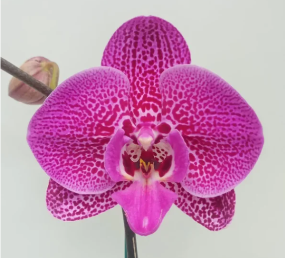 PREVENTA Philly Pink Leopard - Ramona Floristería 💐