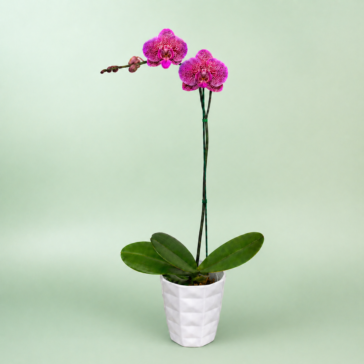 PREVENTA Philly Pink Leopard - Ramona Floristería 💐