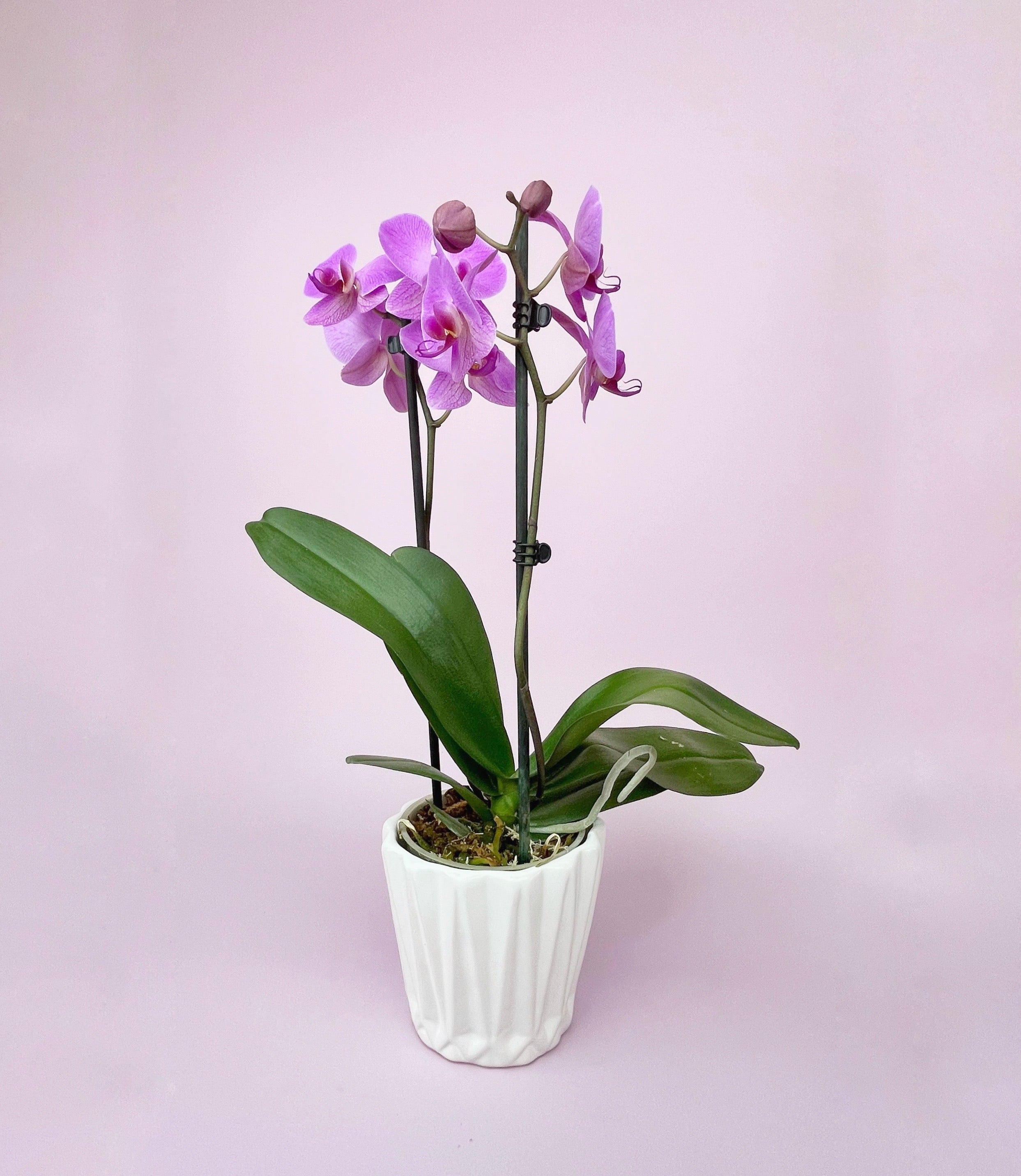 Philly Adoration 2 Varitas