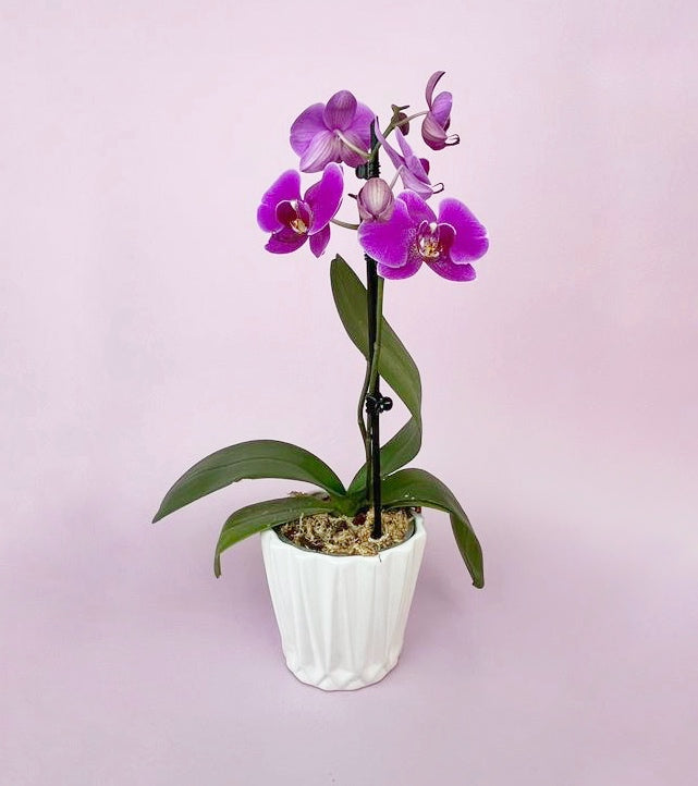 Philly Queentown 2 Varitas