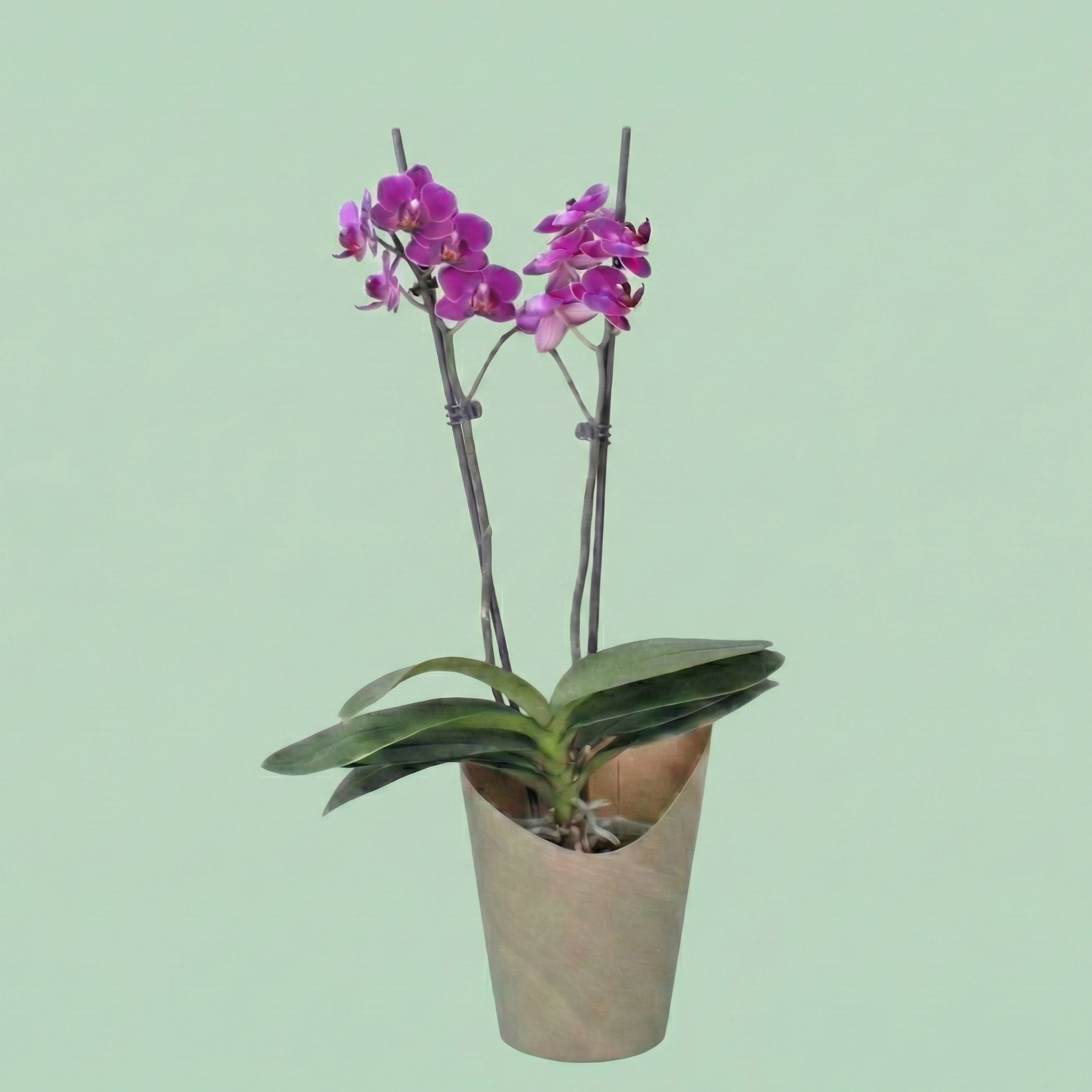 Philly Morelia - 2 varitas - Ramona Floristería 💐