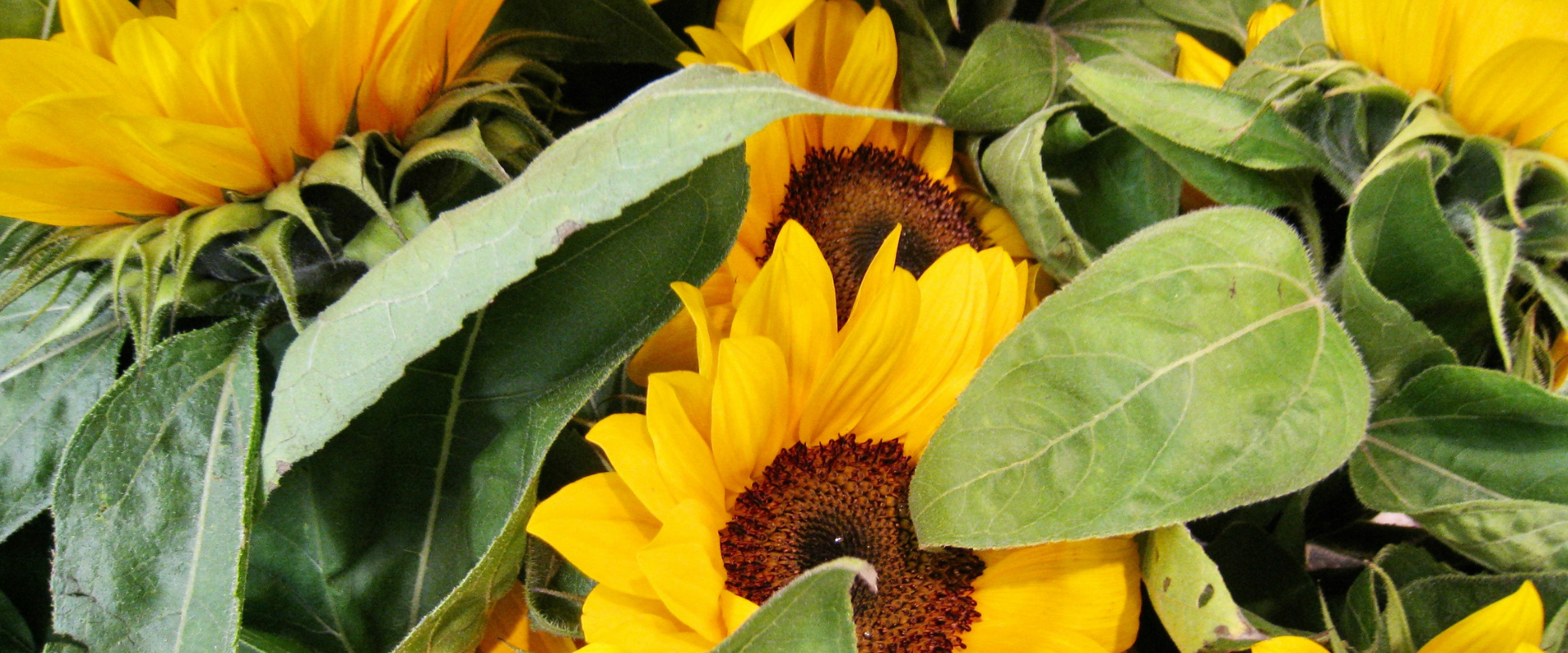 Día de las flores amarillas
