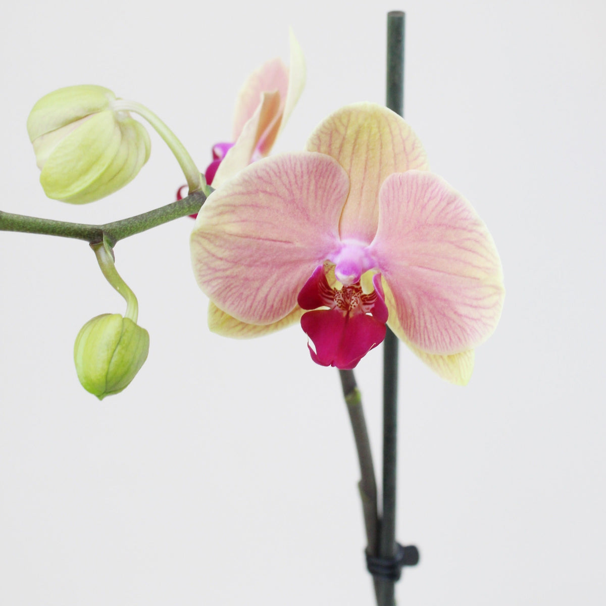 Philly Caribbean Dream - 1 Varita - Ramona Floristería 💐