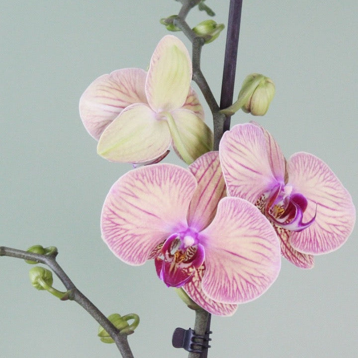 Philly Atigrado Amarillo / Naranja