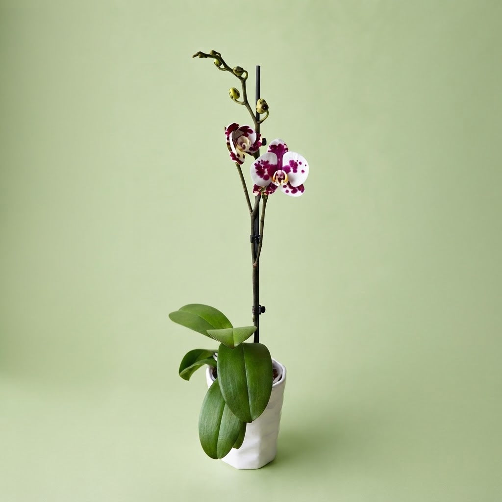 Philly Arlequin - Ramona Floristería 💐