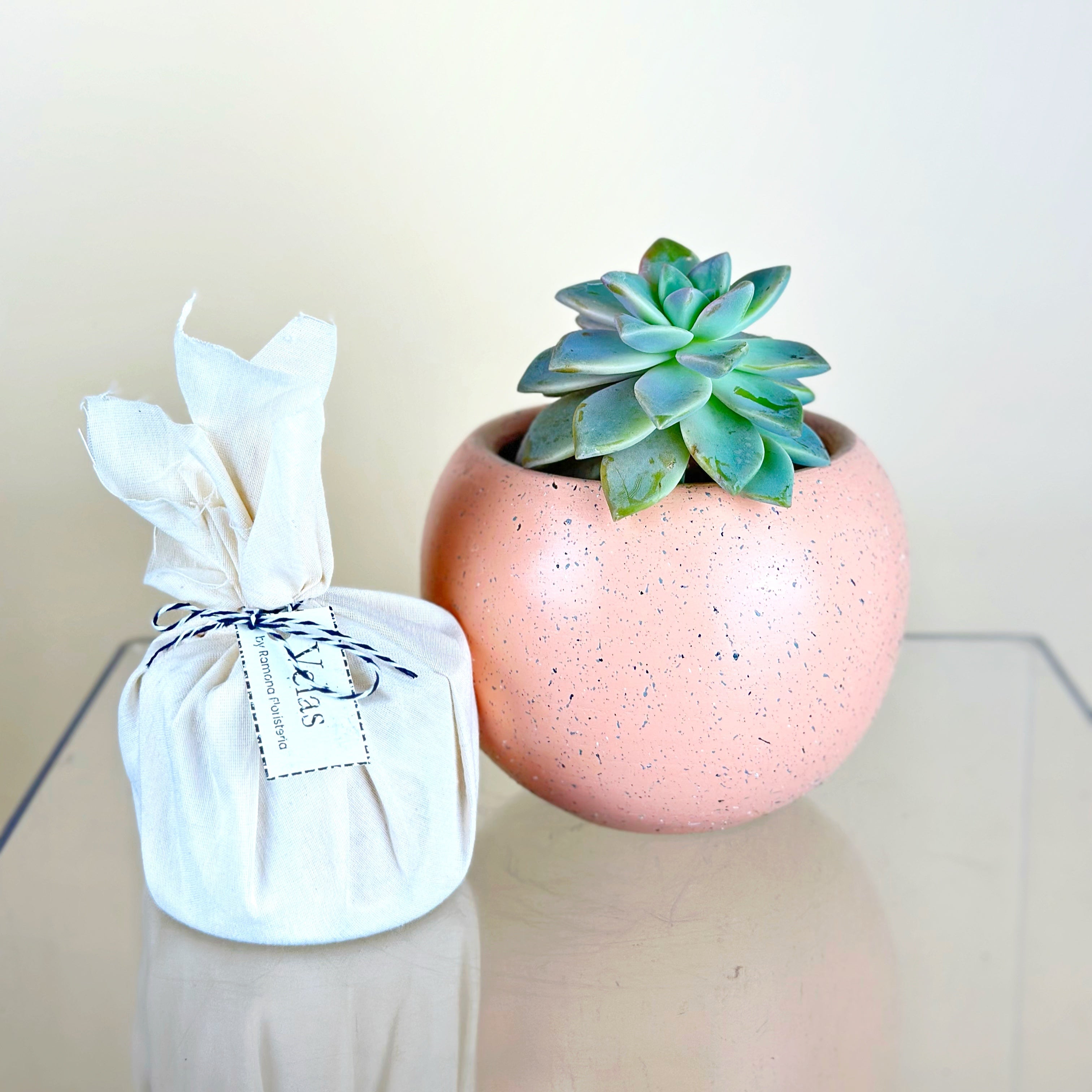 Plant Lover ¡Envío para hoy!