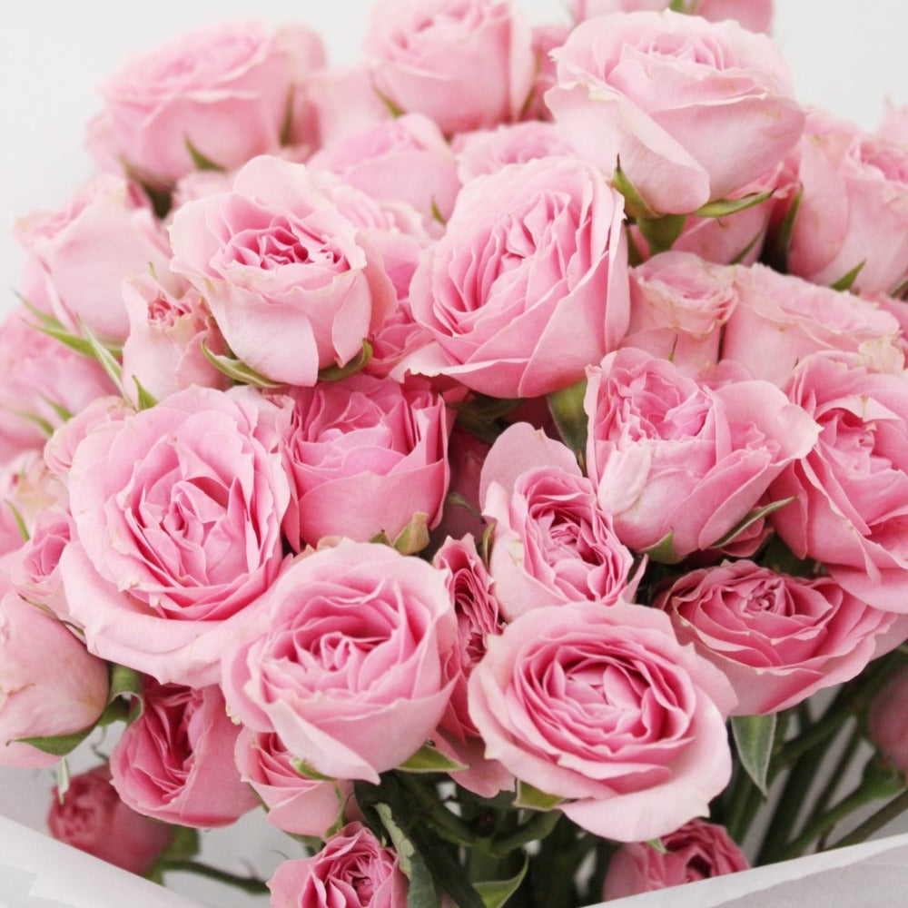 Mini rosas rosadas