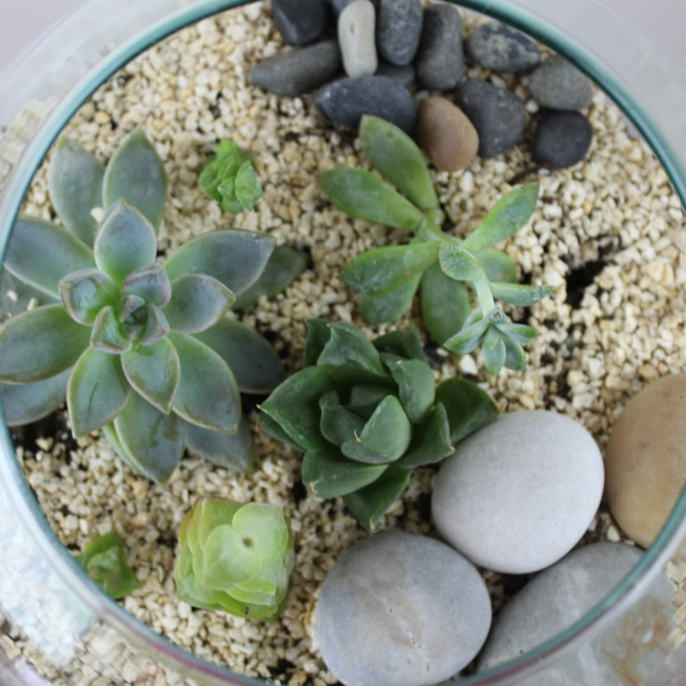 Mini mundo