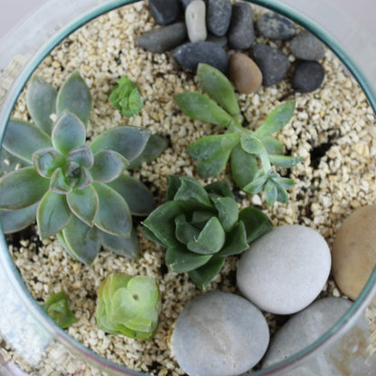 Mini mundo