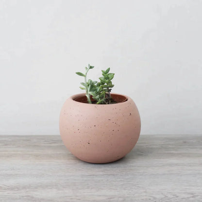 Suculenta - Cactus lunar