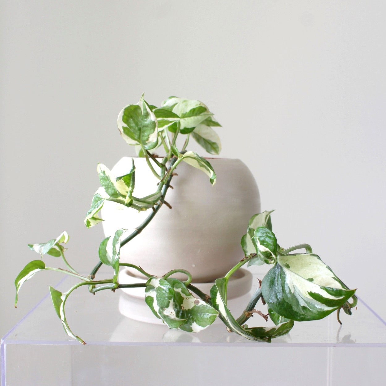 Felipe - Ramona Floristería 💐