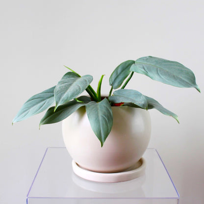 Phoenix Silver - Ramona Floristería 💐