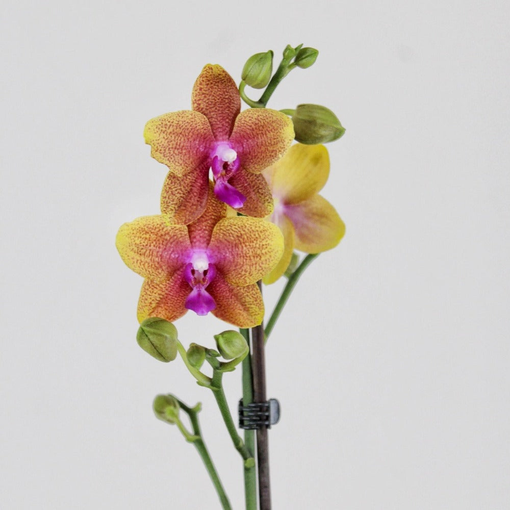 PREVENTA - Philly Bolgheri - Ramona Floristería 💐