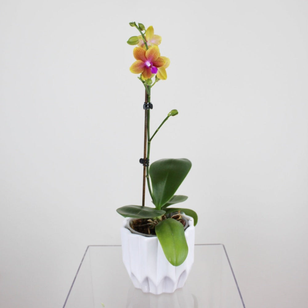 PREVENTA - Philly Bolgheri - Ramona Floristería 💐