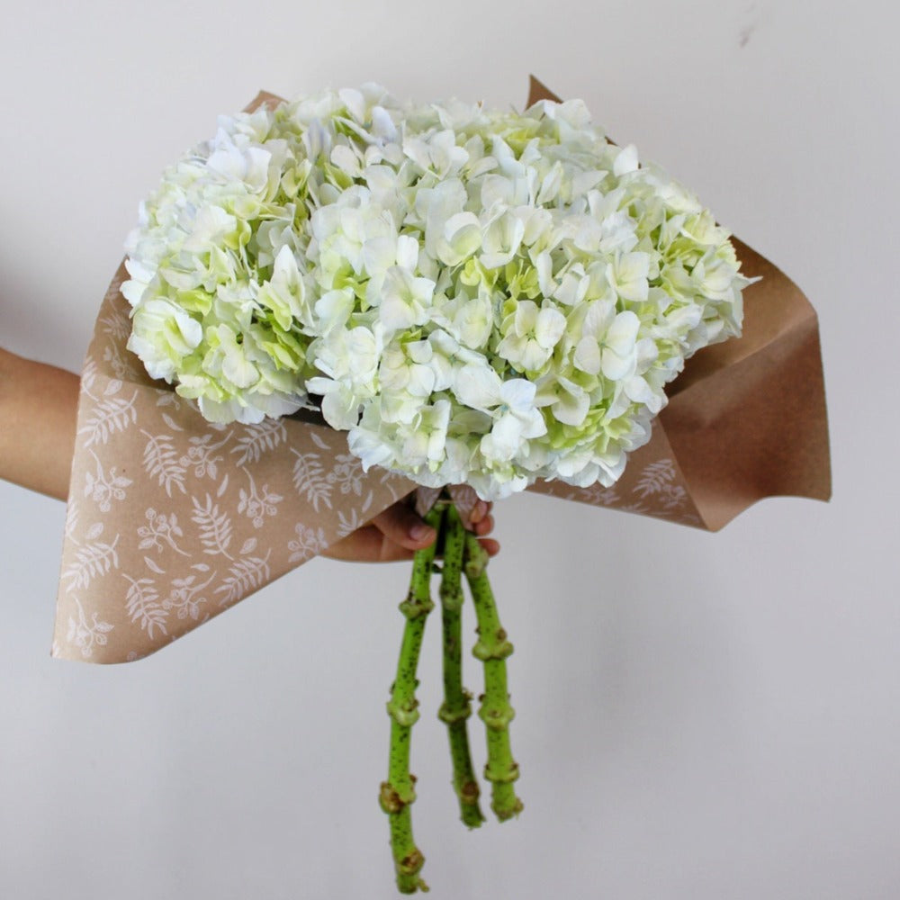 Bunch de Hortensias x 6 - Ramona Floristería 💐