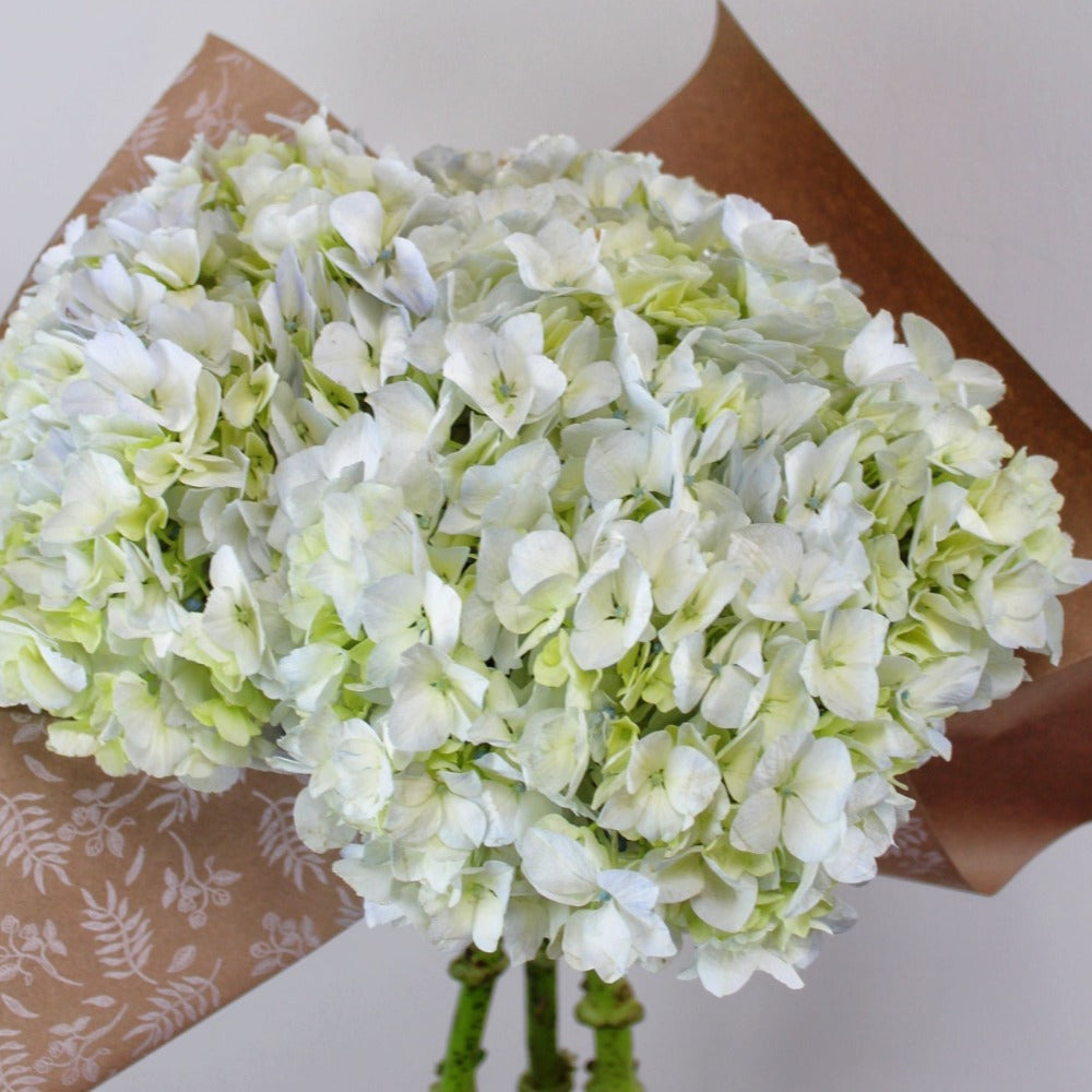 Bunch de Hortensias x 6 - Ramona Floristería 💐