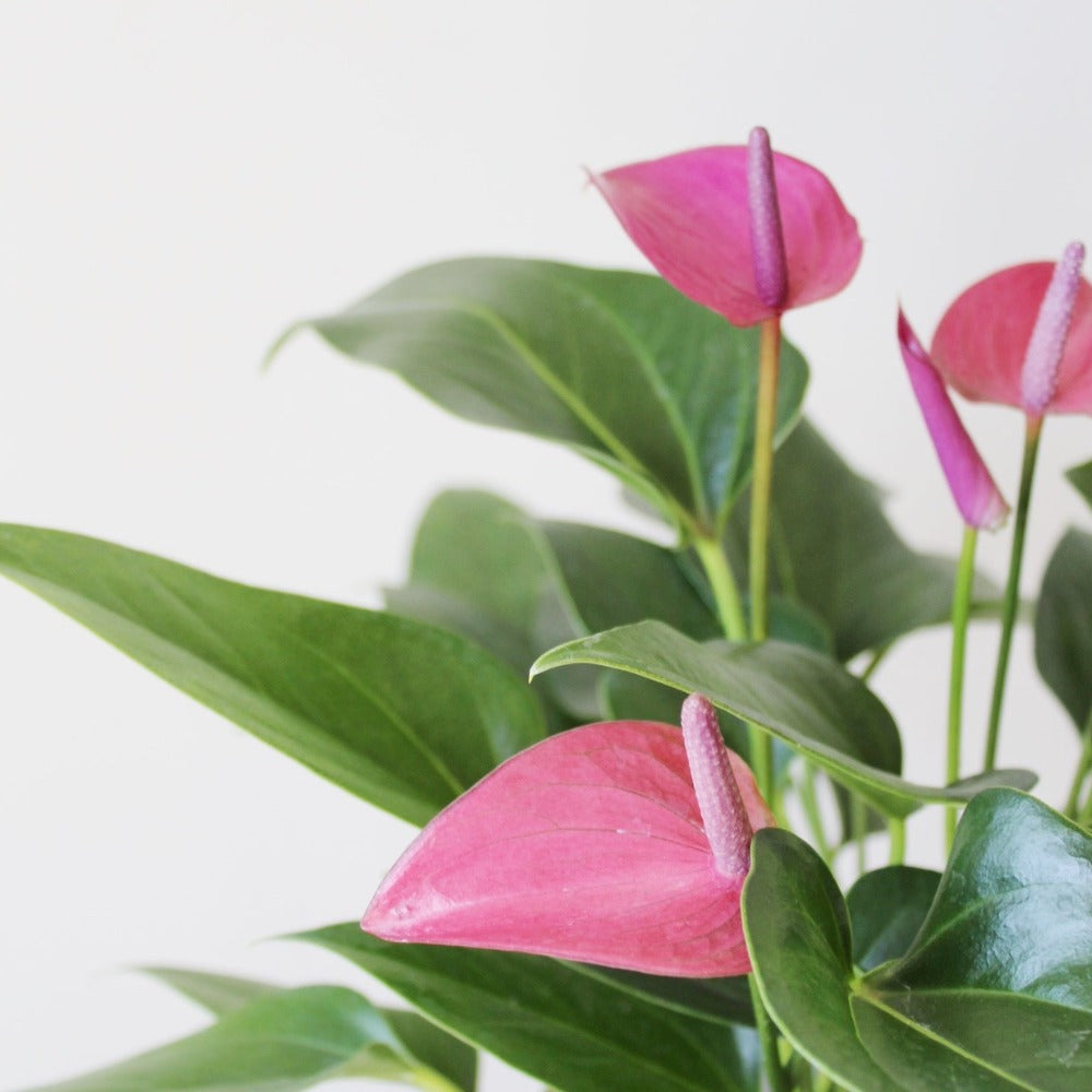 Anturios de colores - SV2026 - Ramona Floristería 💐