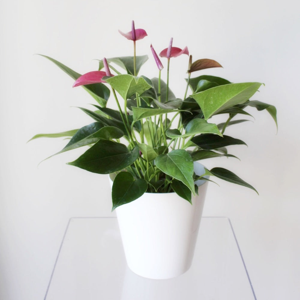 Anturios de colores - SV2026 - Ramona Floristería 💐